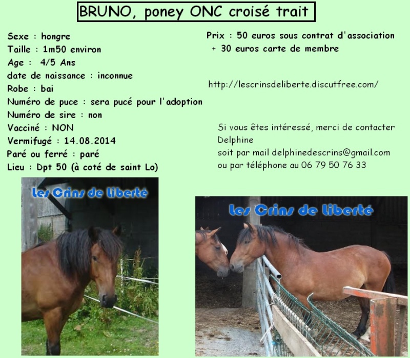 Dpt 50 - "BRUNO"  Poney X trait  5 ans  replacé (2015) - Page 2 Les_cr10