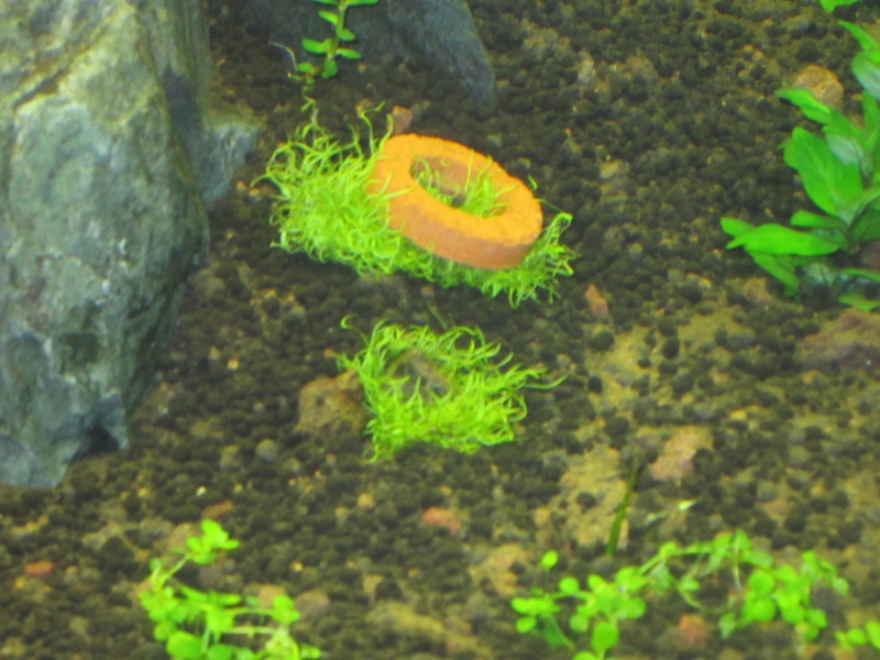 Réfection de mon aquarium Img_0511