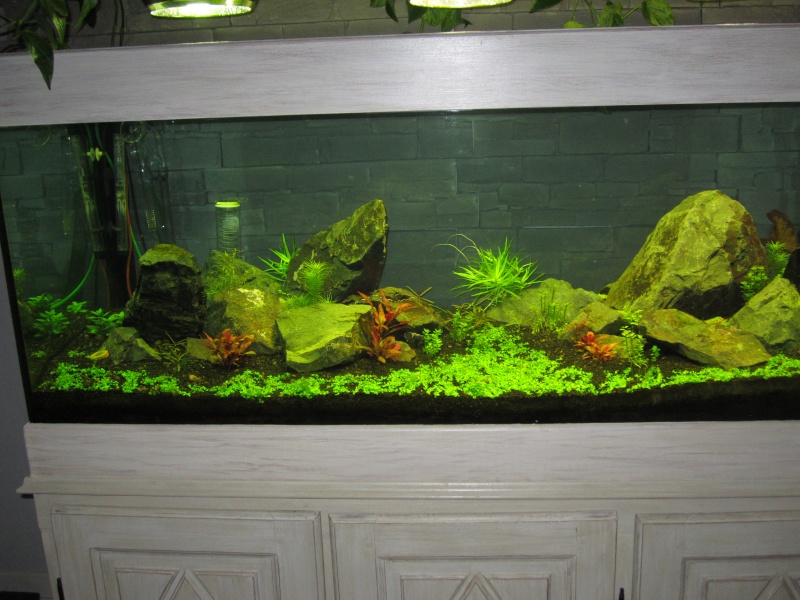 Réfection de mon aquarium Img_0517