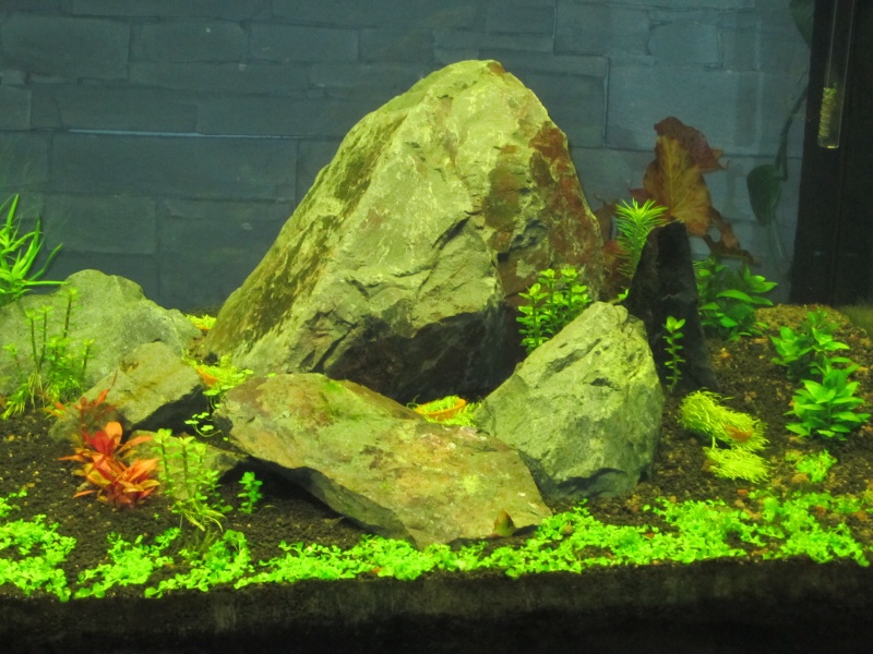 Réfection de mon aquarium Img_0519
