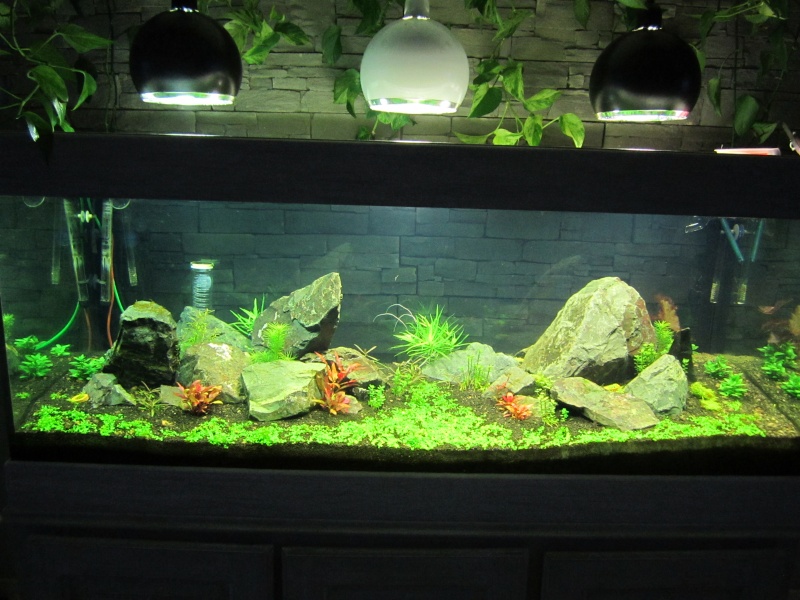 Réfection de mon aquarium Img_0520