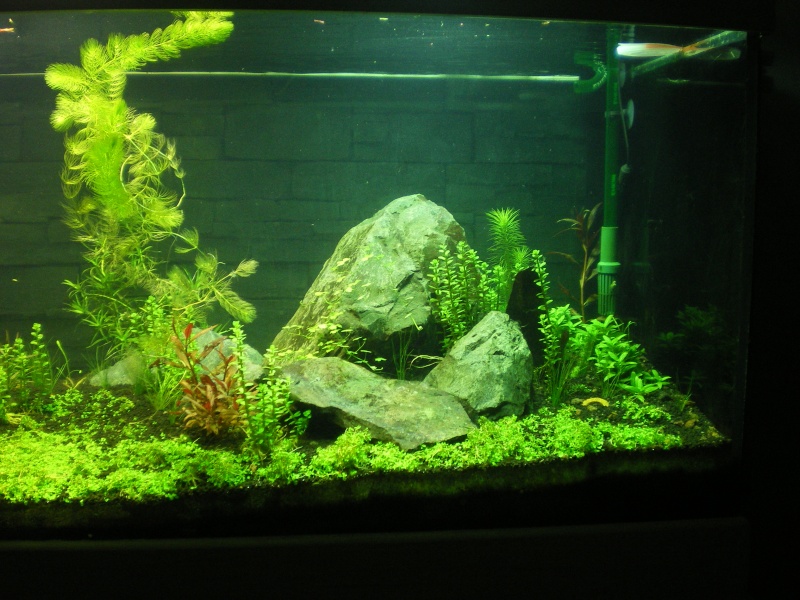 Réfection de mon aquarium Imgp0915