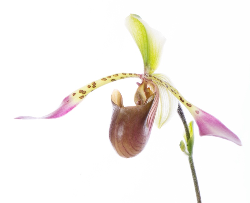 Paphiopedilum lowii Nft_8110