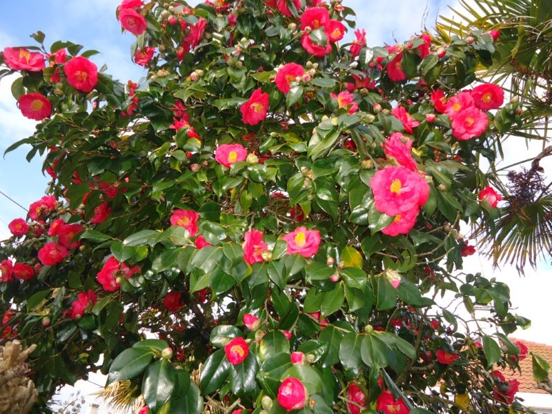 Floraison d'un très grand Camélia de 36 ans de plantation  Dsc03011