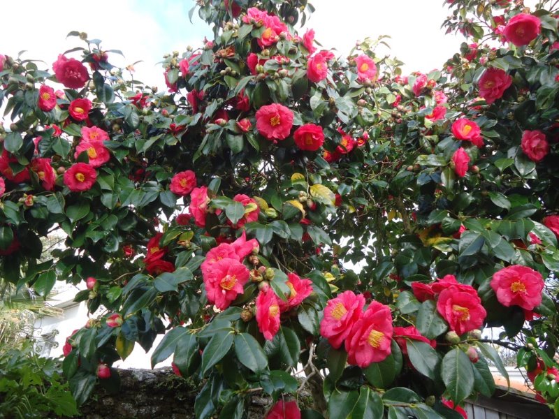 Floraison d'un très grand Camélia de 36 ans de plantation  Dsc03013