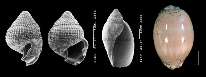 Luria cinerea (Gmelin, 1791) 90130610