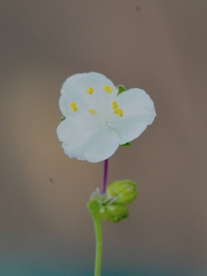 Gibasis pellucida  Fleur10