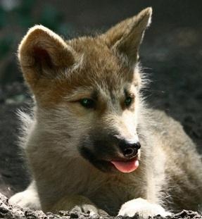 Corinth: "Rin" the Solundra pup :3 Wolf111