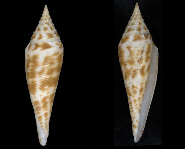 Conasprella (Dalliconus) edpetuchi (Monnier, Limpalaër, Roux, Berschauer, 2015) Sans-t15