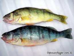 Anomalies chromatiques chez les poissons. Images10