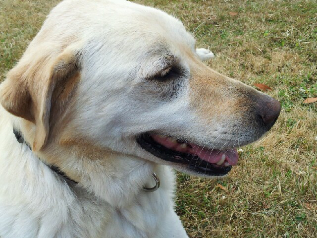 Louna, belle lab sable de 7 ans  20_jui10