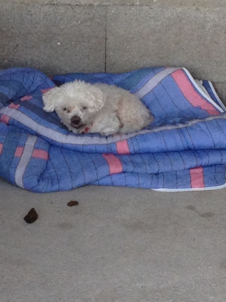 Hommage à notre adorable petite Neige Bichon10