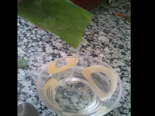 Guia: Como preparar el tratamiento de Aloe Vera 4510