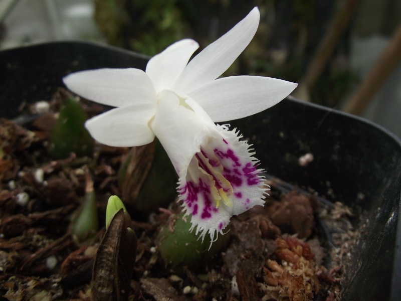 Pleione forrestii f. alba (pour les pleionistes) mais f. semi-alba de fait  - Page 2 Dscf7129