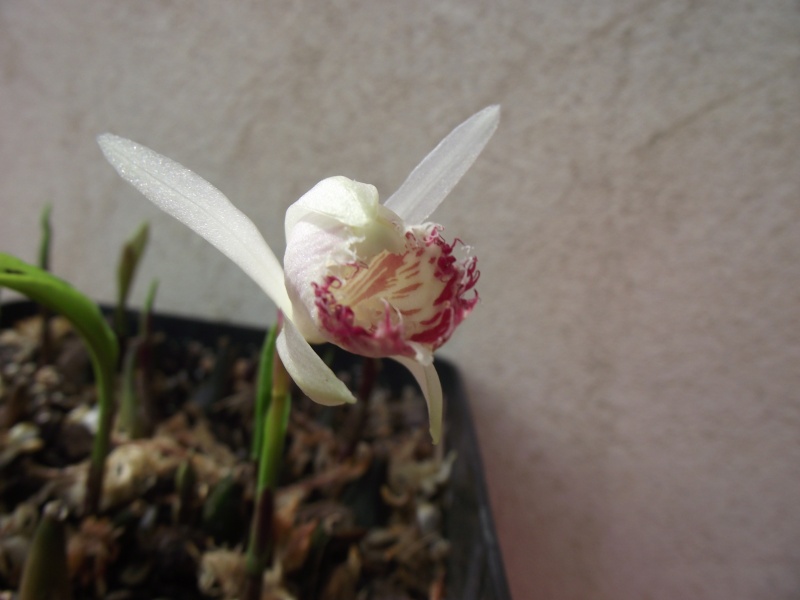  Pleione limprichtii f. semi-alba - Page 2 Dscf7143