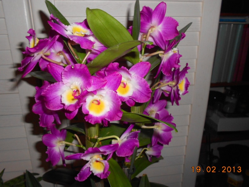 Orchideen 2011 - 2015 Teil 1 - Seite 89 Dscn1310