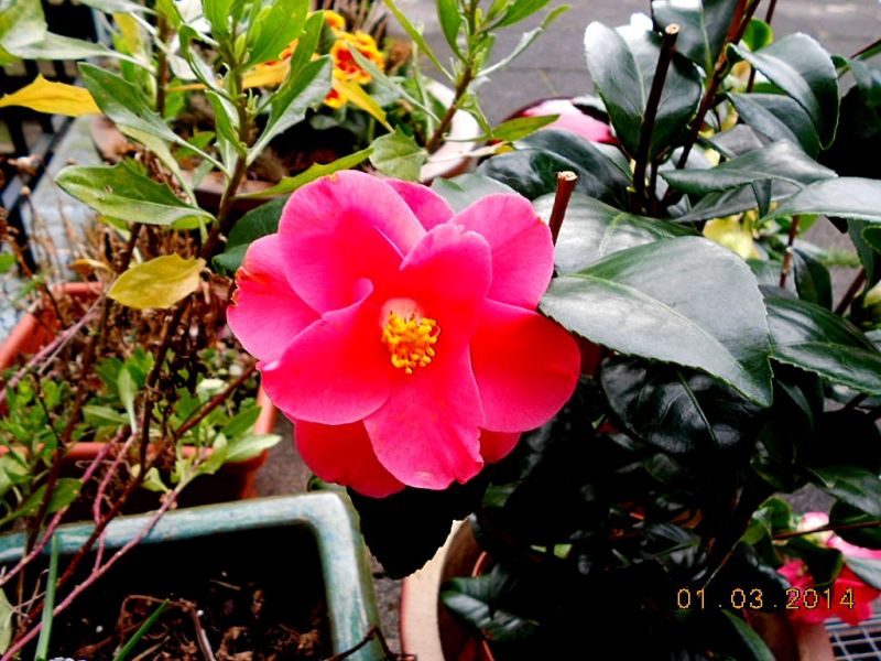Camellia - Kamelien Dscn3210