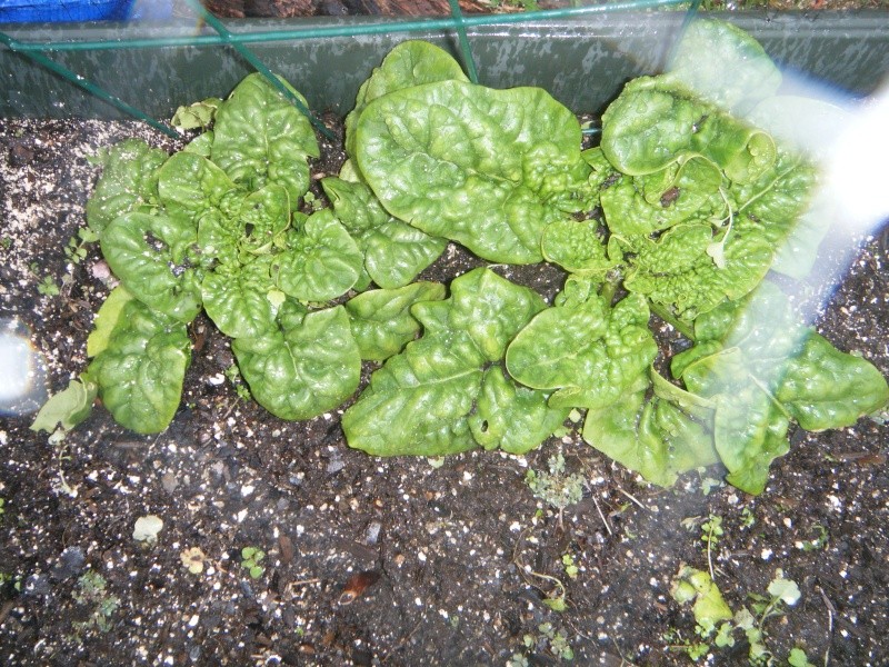 SFG Garden - Fayetteville, GA 2015 Plants14