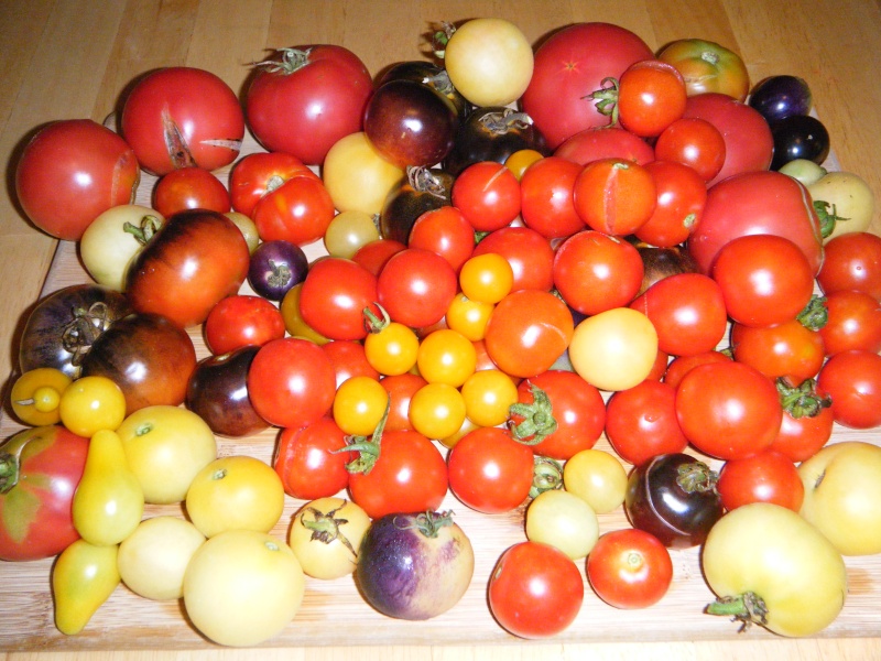 Feb in the Lower South Tomato11