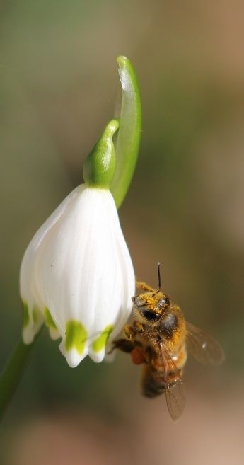 A la sortie de l'hiver: Leucojum vernum Abeill10