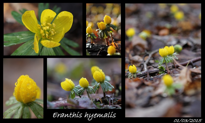 Fin d'hiver en Alsace, fleurs, macro et lacs... E_h_11