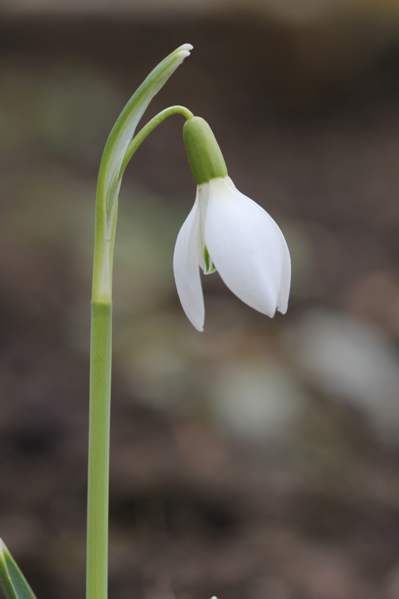 Fin d'hiver en Alsace, fleurs, macro et lacs... Img_0613