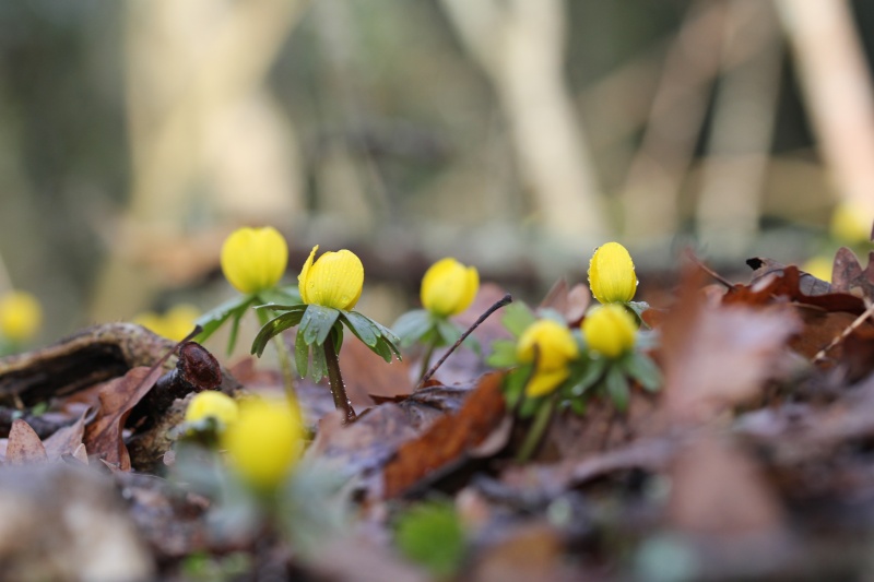 Fin d'hiver en Alsace, fleurs, macro et lacs... Img_0810