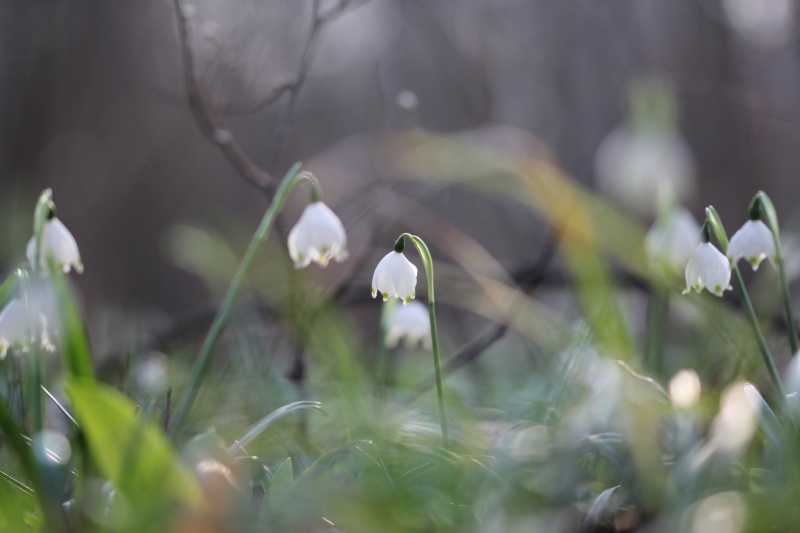 Neige florale dans la forêt rhénane... Img_1411
