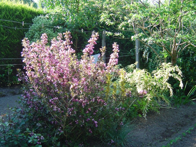 les  végélias de mon jardin  Dsc00314