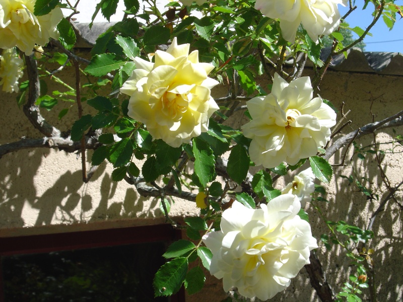bonjour une partie de ma collections de roses  Leverk10