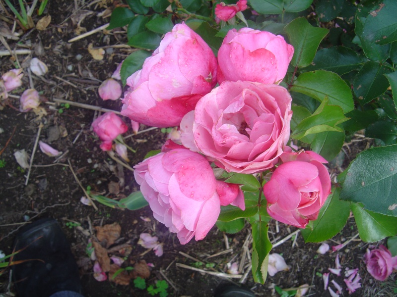 bonjour une partie de ma collections de roses  Roses_13