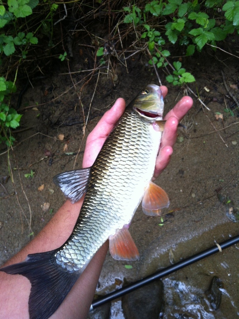 Sortie peche du 28 et 29 juin 36cm_10