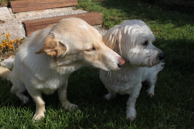 Sibila - petite chienne caramel croisée  Adoptée  Img_4011