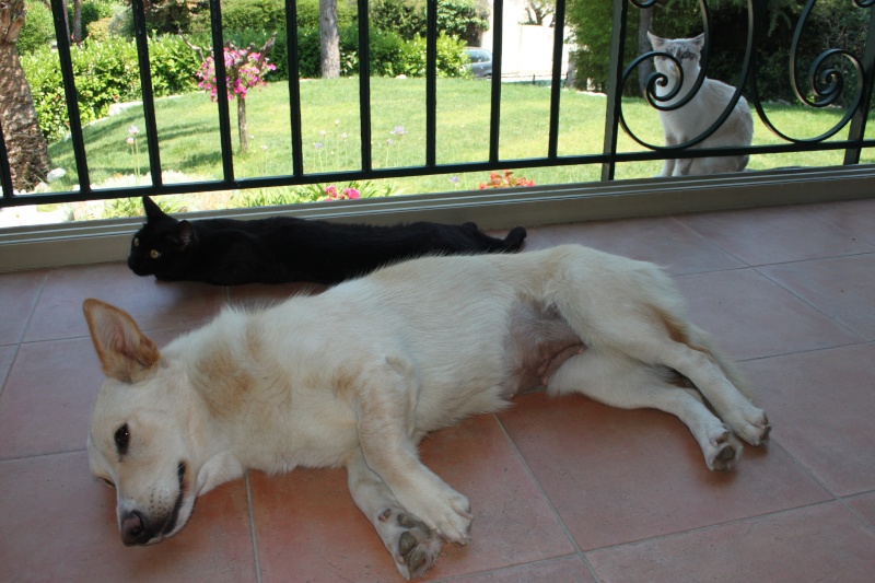 Sibila - petite chienne caramel croisée  Adoptée  Img_4314