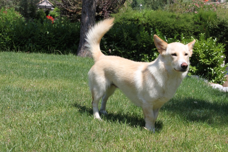 Sibila - petite chienne caramel croisée  Adoptée  Img_4316