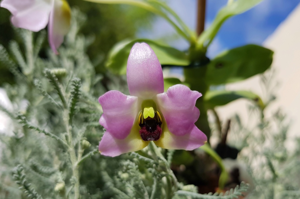 Dendrobium trantuanii  20190413