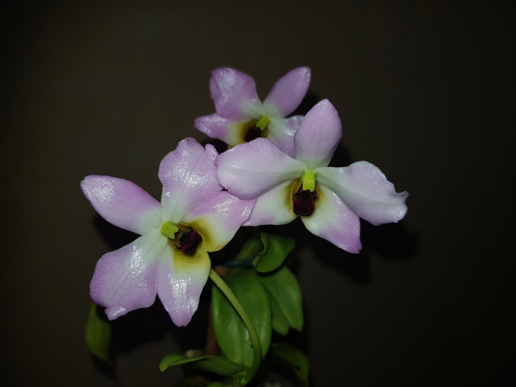 Dendrobium trantuanii  20190414