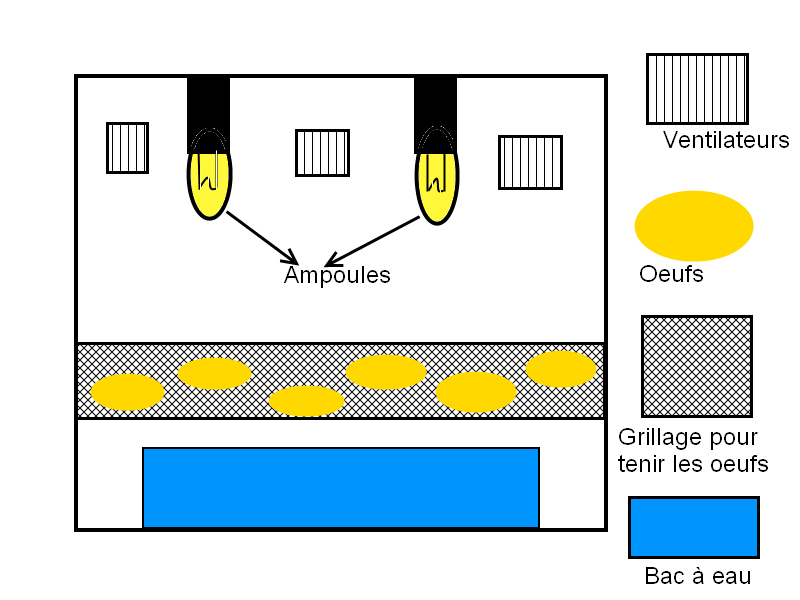 Créer sa couveuse-Conseil-Question Plan_c11