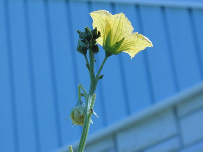 What's eating my loofah flowers? Img_1617