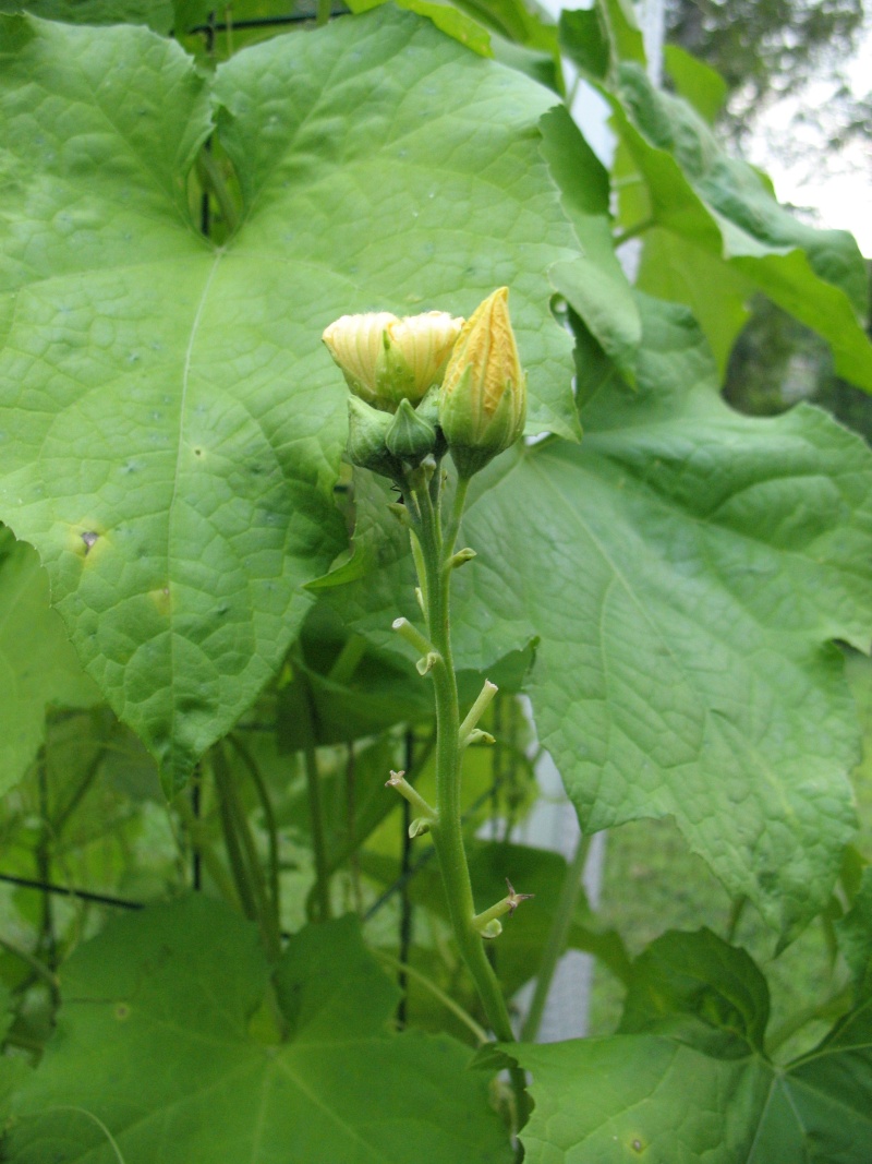 What's eating my loofah flowers? Loofah10