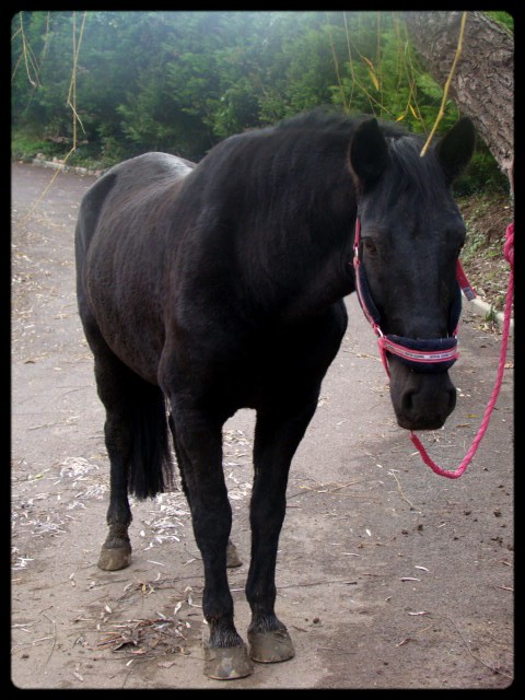 mes autres compagnons equins Dsc07911