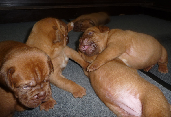 Naissance le 04/07/13 - 6 chiots – Dept : 34 G10