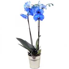Orchidee bleue,pourquoi il ne faut pas en acheter Otchid10