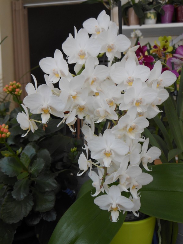 Phalaenopsis multiflora  Phal_m10