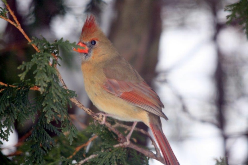 Femelle Cardinal Charli11