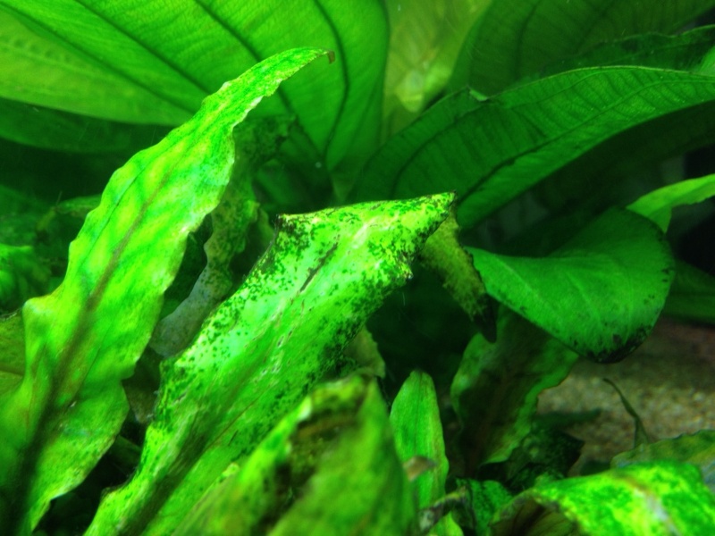 identification d'algue sur plantes et décors Photo_10