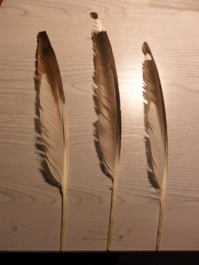 Identification des plumes de goéland Sam_5310