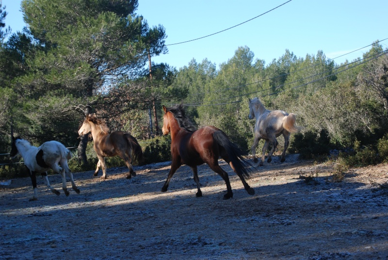 mes Merveilles et leurs compagnons de vie! - Page 2 Dsc_0116