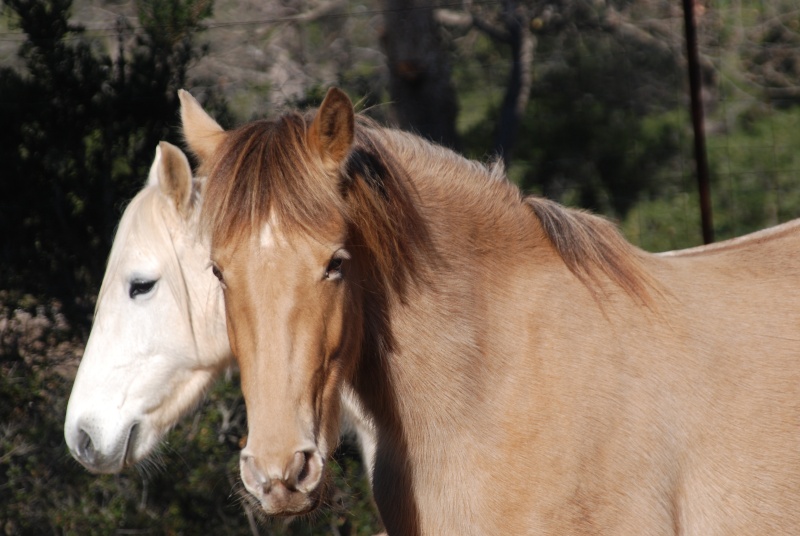 mes Merveilles et leurs compagnons de vie! Dsc_0211