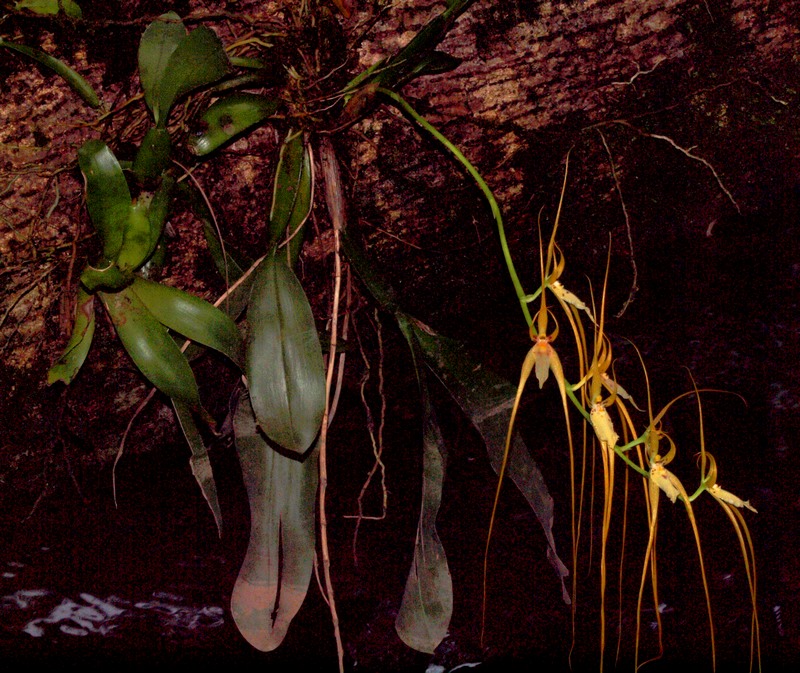 Brassia caudata P2146721